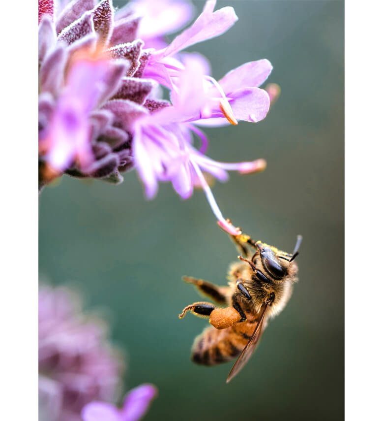 fotografia makro pszczoly z rozmytym tlem